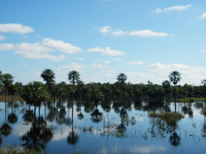 Trocha přírody v Argentině, na řece Paraguay...:-)